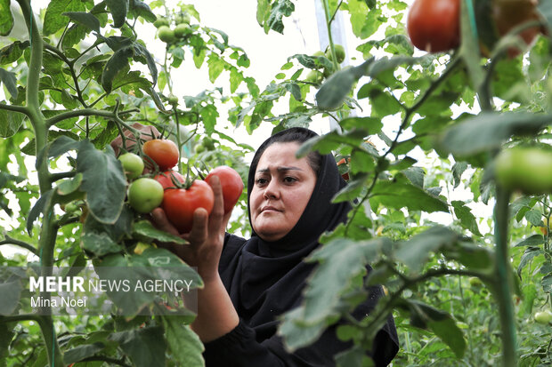 بازدید اصحاب رسانه از پروژه‌های کشاورزی و نیروگاهی در آذرشهر و بناب