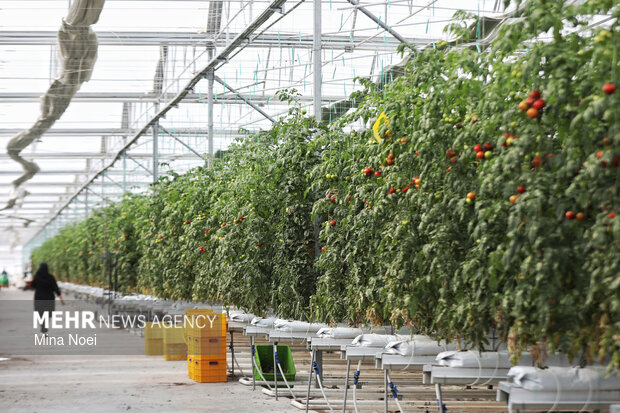 بازدید اصحاب رسانه از پروژه‌های کشاورزی و نیروگاهی در آذرشهر و بناب