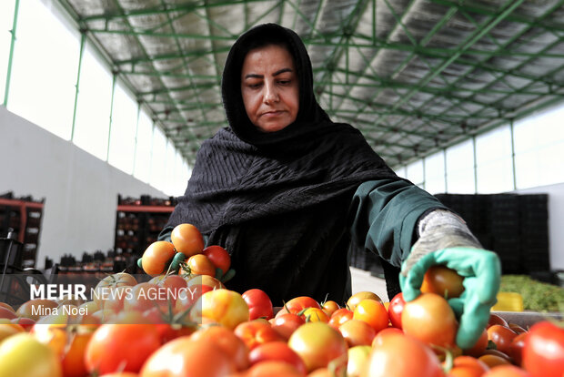 بازدید اصحاب رسانه از پروژه‌های کشاورزی و نیروگاهی در آذرشهر و بناب