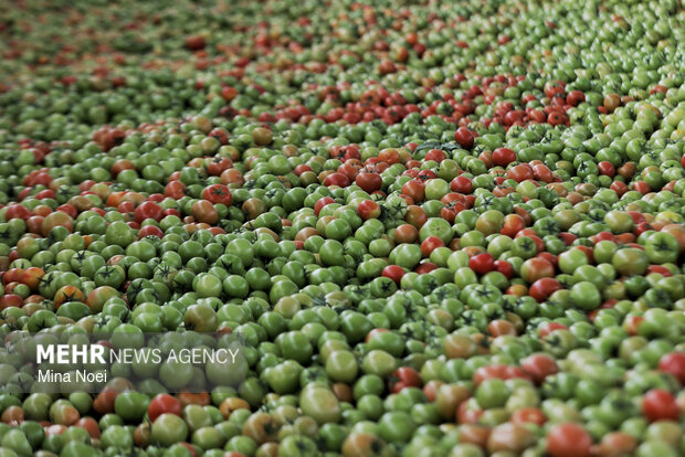 بازدید اصحاب رسانه از پروژه‌های کشاورزی و نیروگاهی در آذرشهر و بناب