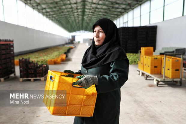 بازدید اصحاب رسانه از پروژه‌های کشاورزی و نیروگاهی در آذرشهر و بناب