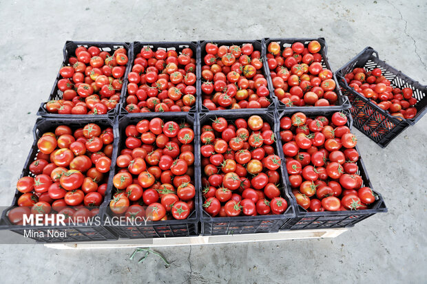 بازدید اصحاب رسانه از پروژه‌های کشاورزی و نیروگاهی در آذرشهر و بناب