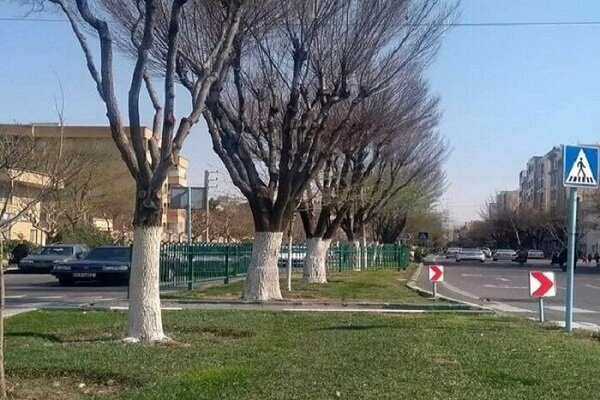 حفاظت از درختان منطقه 2 تهران با اجرای طرح باندینگ