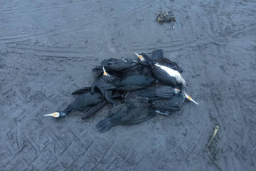 مرگ دسته‌جمعی پرندگان دریایی در ساحل انزلی؛ عامل انسانی است