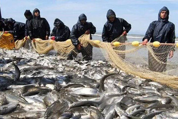 صیادان مازندرانی ۱۰۰۰ تُن ماهی صید کردند