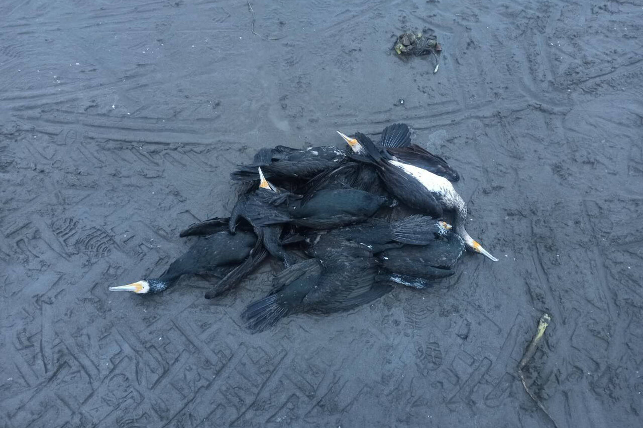 مرگ دستهجمعی پرندگان دریایی در ساحل انزلی؛ عامل انسانی است مرگ دستهجمعی پرندگان دریایی در ساحل انزلی؛ عامل انسانی است