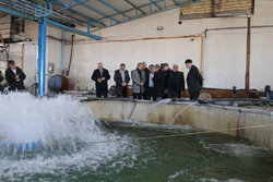 اله بخش:رونق صنعت آبزی‌پروری مشگین‌شهر اولویت اصلی است