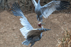 رهایی پرندگان از دام‌های نامرئی در ارتفاعات البرز قزوین