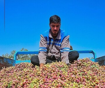 Iran’s exports of pistachio up 80% in 2024: FAO