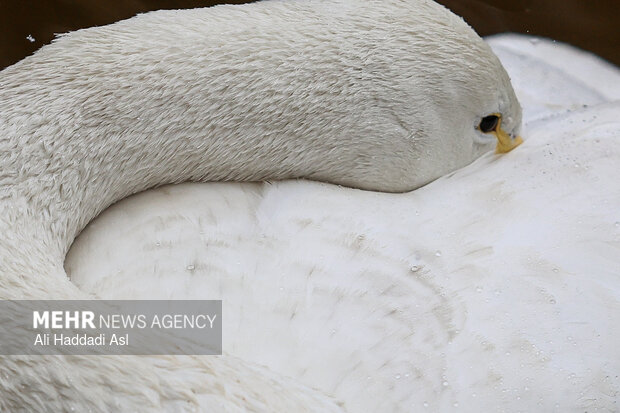 باغ پرندگان