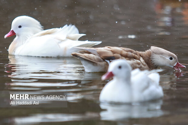 باغ پرندگان