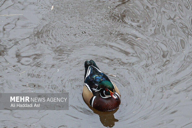 باغ پرندگان