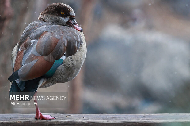 باغ پرندگان