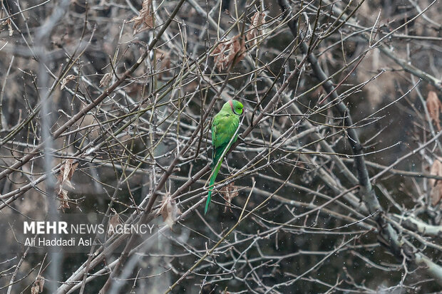 باغ پرندگان