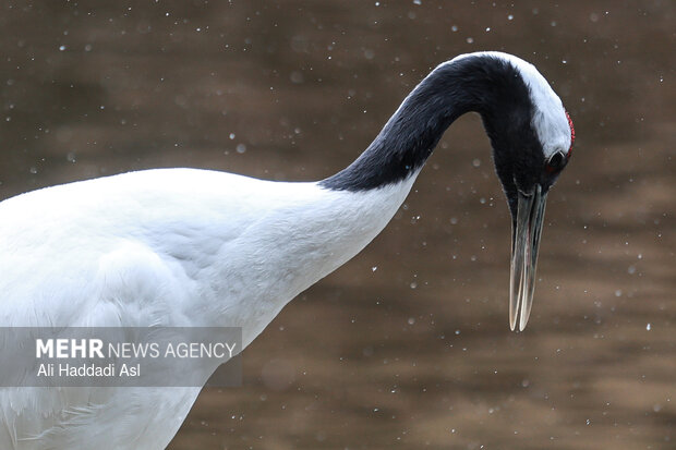 باغ پرندگان