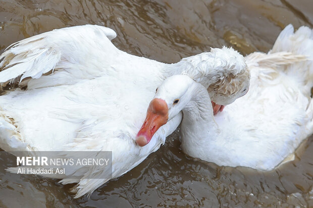 باغ پرندگان