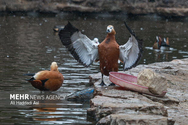 باغ پرندگان