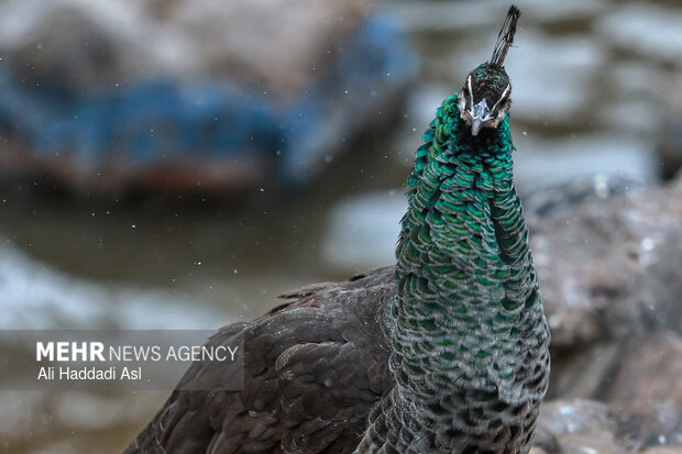 باغ پرندگان