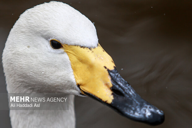 باغ پرندگان