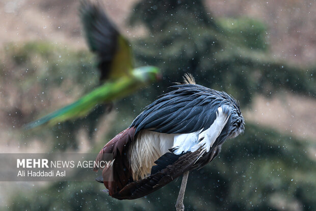 باغ پرندگان