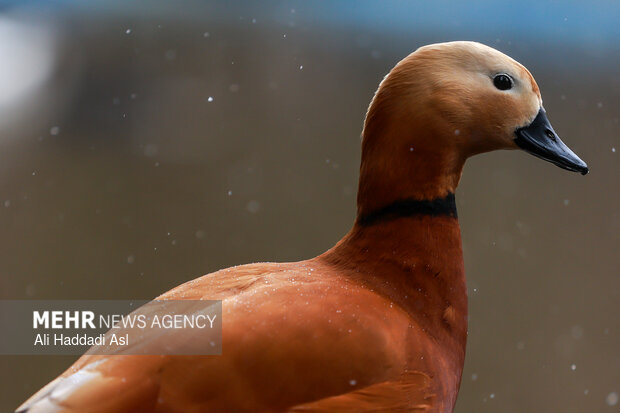 باغ پرندگان