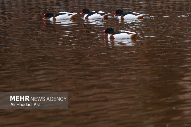 باغ پرندگان