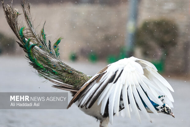 باغ پرندگان