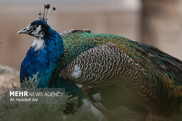 باغ پرندگان
