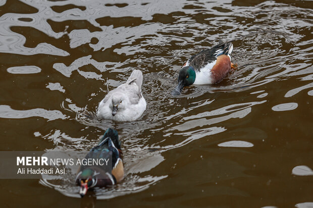 باغ پرندگان