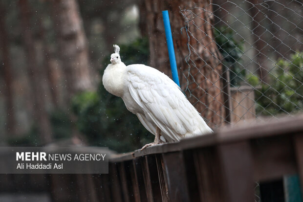 باغ پرندگان