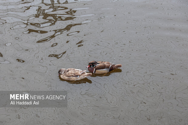 باغ پرندگان