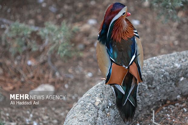 باغ پرندگان