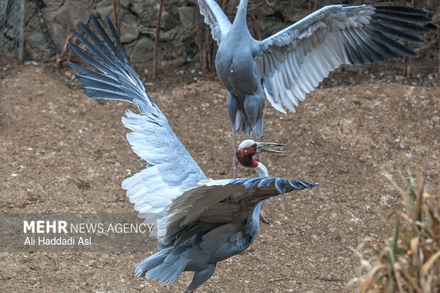 باغ پرندگان