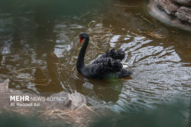 باغ پرندگان