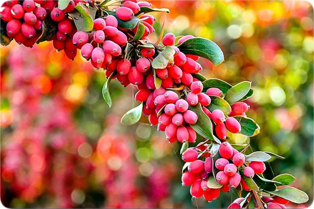 زرشک، پیشران اقتصاد بومی؛ جشنواره‌ها حلقه اول زنجیره توسعه‌اند