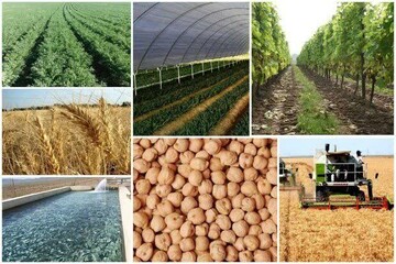 کرمانشاه پیشران امنیت غذایی غرب کشور؛رتبه‌های تک‌رقمی در تولید ۸ محصول