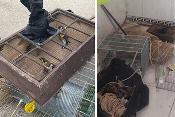 صیادان غیرمجاز پرندگان در دالاهو دستگیر شدند