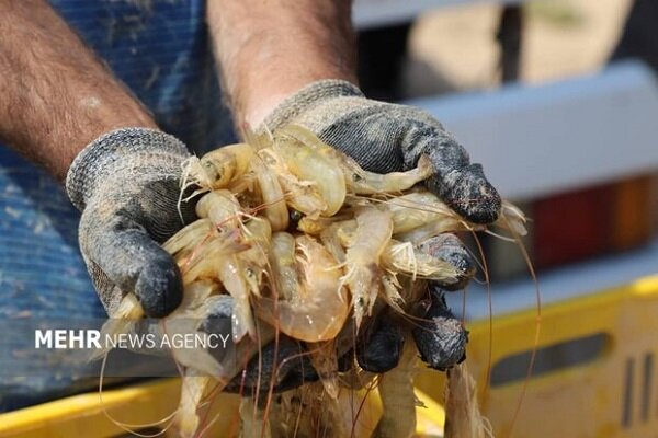 حصاد 30 ألف طن من الروبيان في محافظة بوشهر