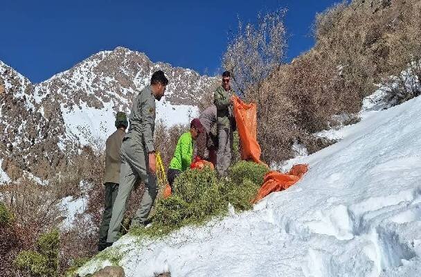 آغاز علوفه دهی به کل و بزهای وحشی در پارک ملی دنا آغاز علوفه دهی به کل و بزهای وحشی در پارک ملی دنا