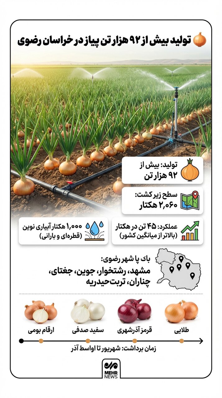 اینفوگرافیک؛ تولید بیش از ۹۲ هزار تن پیاز در خراسان رضوی