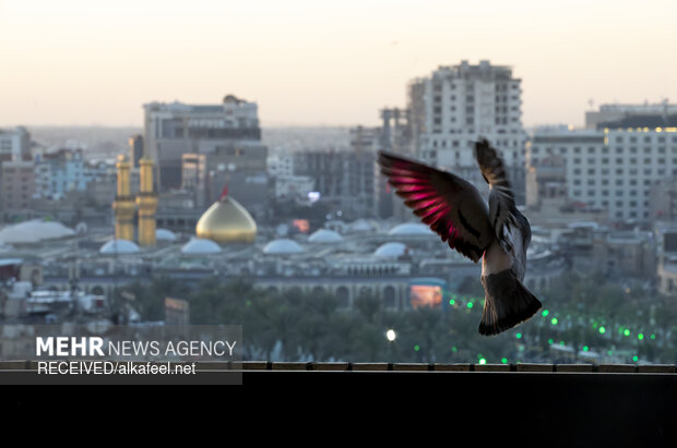 حال و هوای کربلا در ایام ولادت امام زمان (ع)