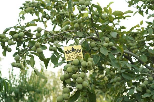 مسیر میانبر میلیاردر شدن تنها با خرید طلا و دلار نمی باشد