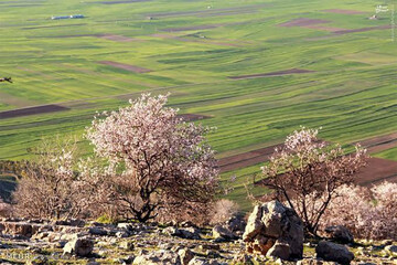 قصه کفتار راه راه در «سایدا»؛ پروژه‌ای که باعث سقوط کارگردان شد!