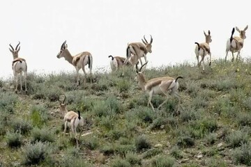 DOE expounds on measures for preservation of biodiversity 