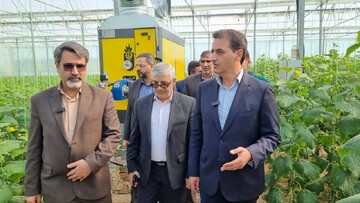 حاجی‌حسینی: ۳۰ هکتار محصول گلخانه‌ای در شهرستان ابرکوه کشت می‌شود
