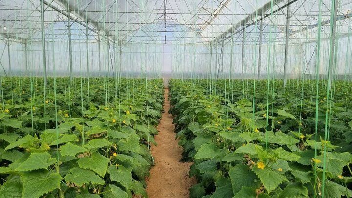 حاجی‌حسینی: ۳۰ هکتار محصول گلخانه‌ای در شهرستان ابرکوه کشت می‌شود