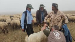۴ هزار رأس دام عشایری گیلان رایگان ویزیت شدند