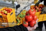 صادرات گوجه‌فرنگی تا اطلاع ثانوی ممنوع شد