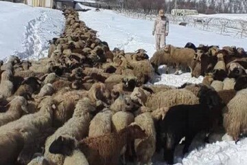کشف ۵۵۴ رأس احشام قاچاق در نوار مرزی هنگ بانه