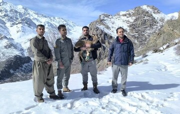 رهاسازی بزغاله وحشی نجات‌یافته از برف توسط محیط‌بانان در اورامان